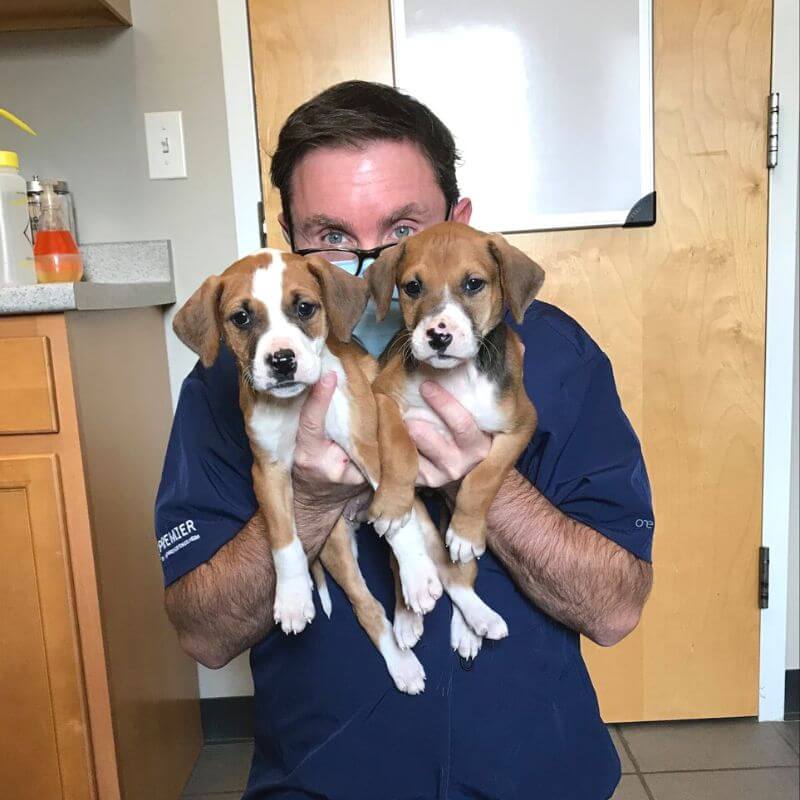 Vet holding two puppies