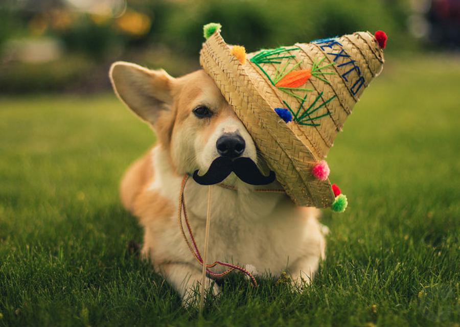 dog wearing a hat and mustache