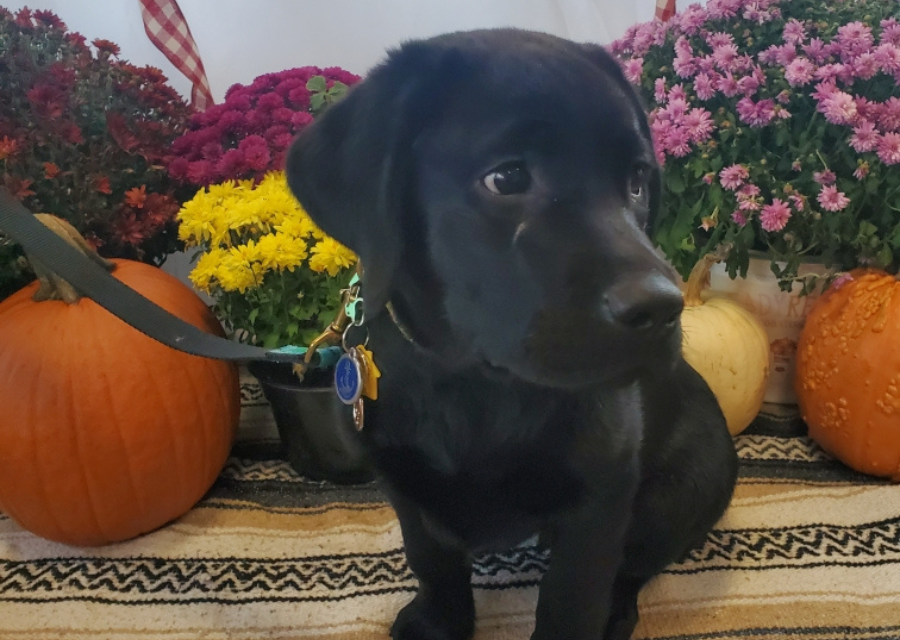 black lab puppy by pumpkins