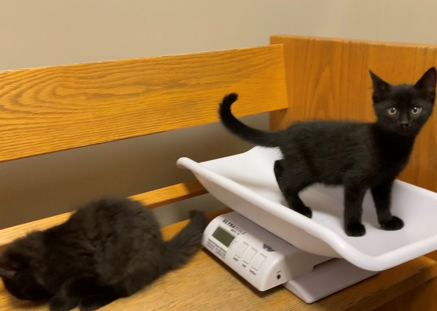 Kittens being weighed