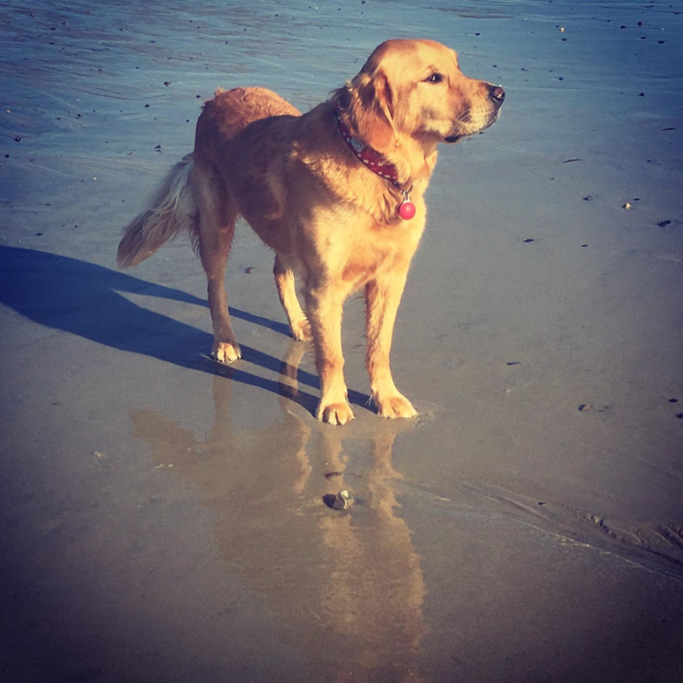 About Casco Bay Veterinary Hospital Vet In Portland, ME