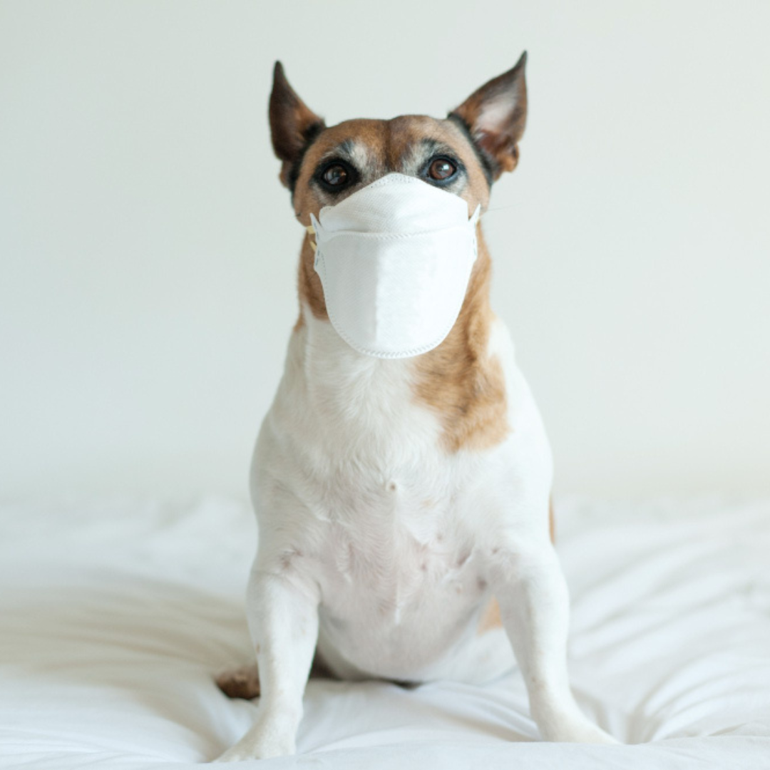 COVID19 Updates In Portland, ME Casco Bay Vet Hospital