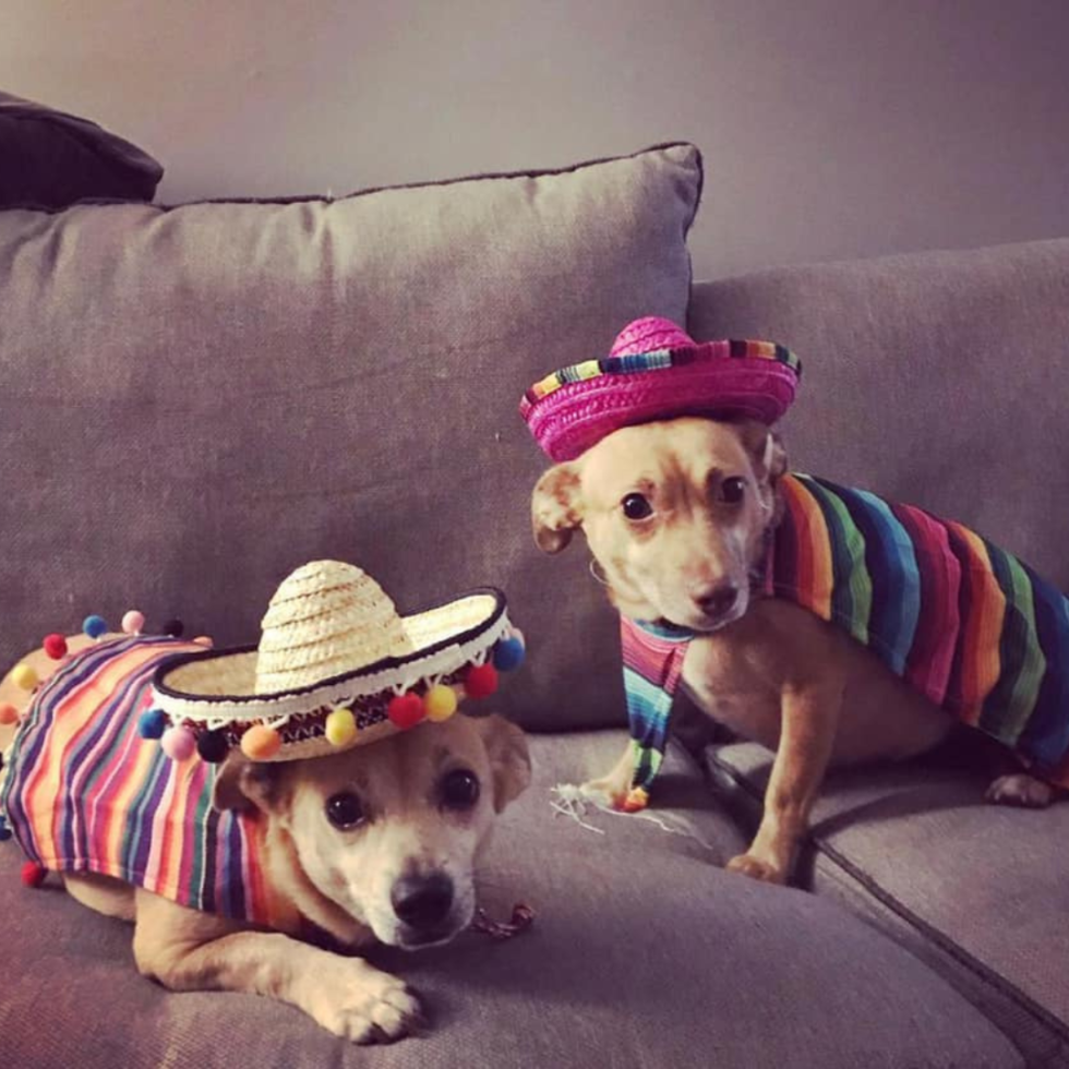 Casco Bay Veterinary Hospital Gallery Vet In Portland, ME