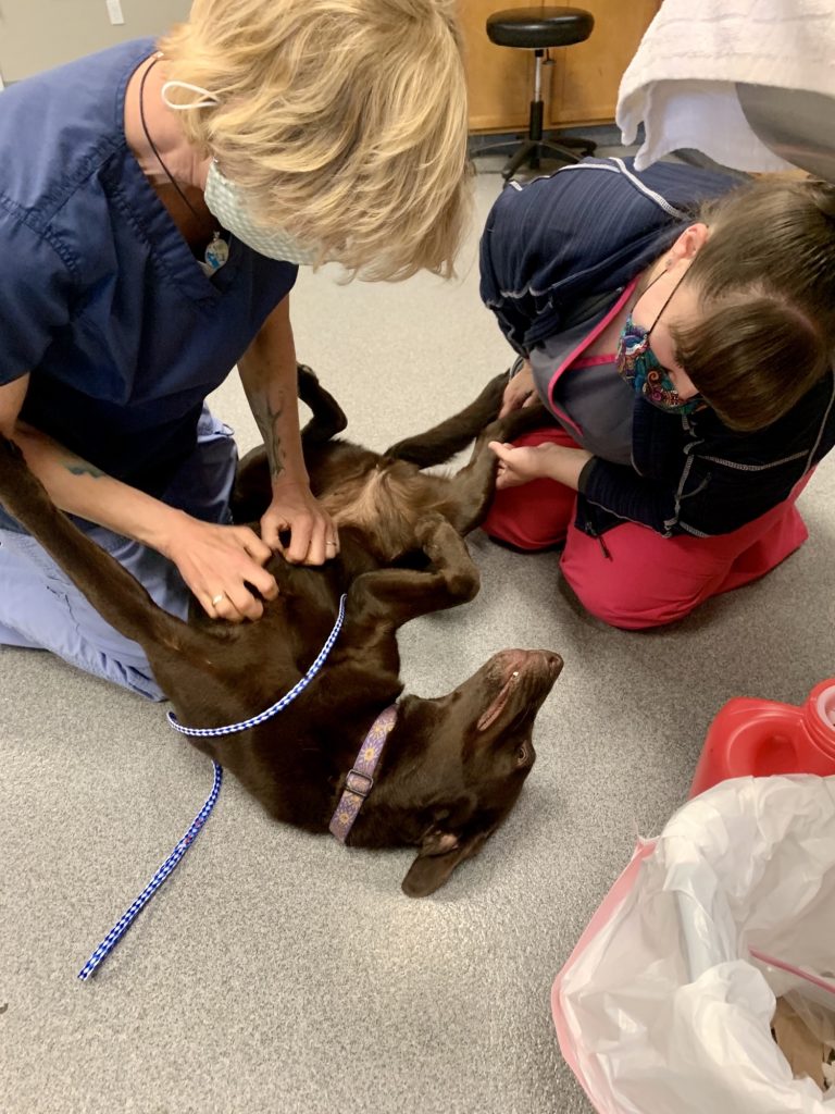 Casco Bay Veterinary Hospital team petting dog
