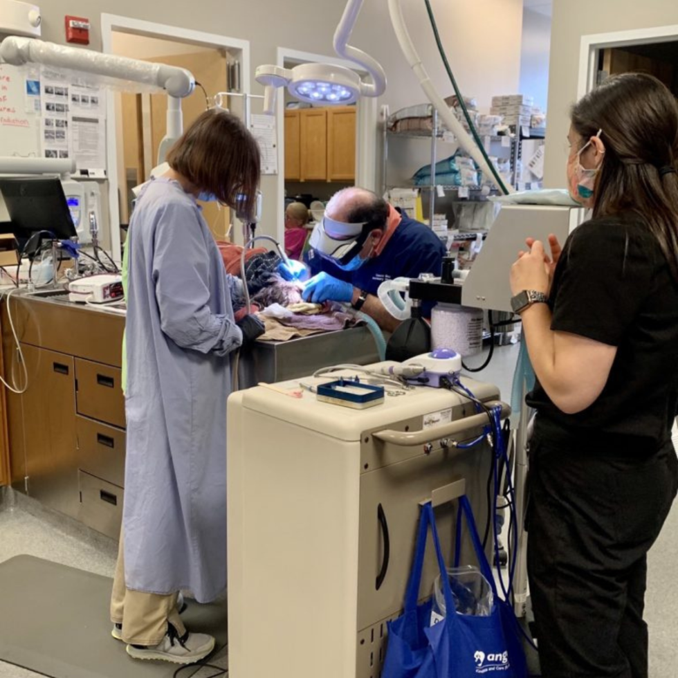 Pet Dental Care In Portland, ME Casco Bay Vet Hospital